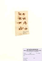 藏品(Gelidium chilense (Montagne) Santelices & Montalva)的圖片